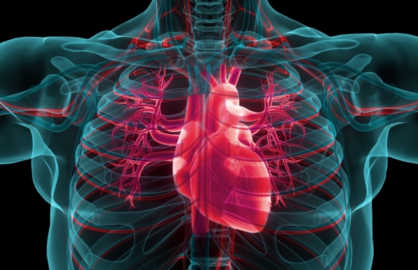 Heart in chest cavity