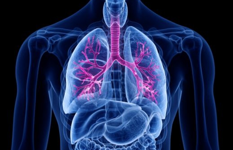 digital image of lungs