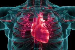 Heart in chest cavity